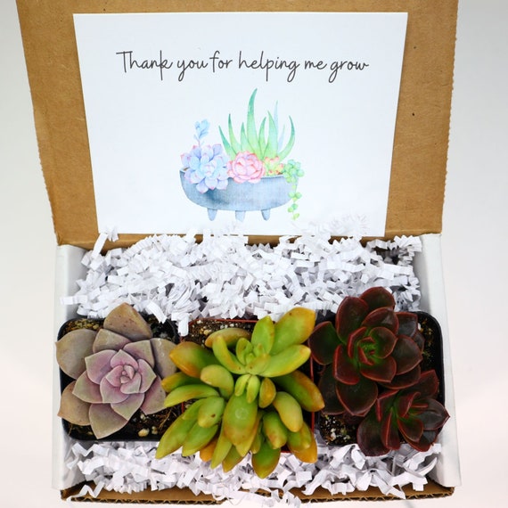 Thank You for Helping Me Grow | Live Succulents Gifts Plant Lovers Succulent  Planters Wedding Baby Shower Birthday Party Favor Gift - Etsy