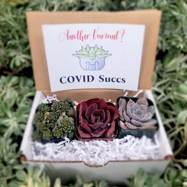 Another Varient? COVID Succs - 3pk Live Succulents; Gifts, Wedding, Babyshower, Wellness, Self-care Gifts For Plant Lovers Succulent