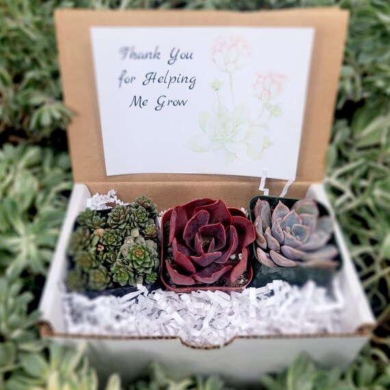 Thank You for Helping Me Grow - 3pk Live Succulents; Gifts, Wedding,  Babyshower, Wellness, Self-care Gifts Plant Lovers Succulent Planters - Etsy