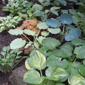 50 Hosta seeds mix