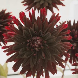 Puede incluir: Primer plano de flores de dalia de color burdeos oscuro con pétalos con puntas rojas. Los pétalos están en capas, creando una flor llena y texturizada. Las flores se colocan sobre un fondo suave y claro, resaltando su rico color y detalles intrincados.