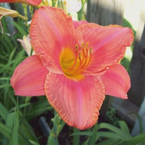 Puede incluir: Primer plano de una vibrante flor de lirio de día rosa y naranja en plena floración. La flor tiene un centro amarillo brillante con estambres prominentes. Los pétalos tienen líneas delicadas y un borde rizado, sobre un fondo verde borroso.