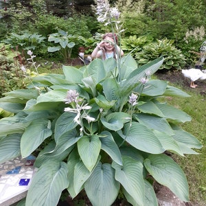 25 Hosta seeds from Empress Wu Giant sized hosta