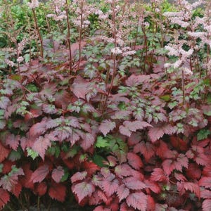 Puede incluir: Primer plano de un macizo de plantas con hojas verdes y rojo oscuro. Los tallos altos llevan delicadas flores rosas, creando una exhibición exuberante y texturizada. La imagen muestra una vibrante disposición de plantas.
