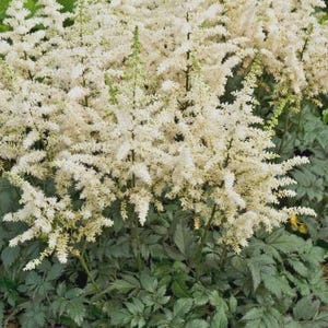 Puede incluir: Primer plano de flores de Astilbe blancas con penachos plumosos. Las flores están en plena floración, con un aspecto suave y texturizado. El follaje verde proporciona un telón de fondo contrastante.