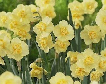 Narcissi Daffodil Bunch flowing Flower Bulbs Yellow Cheerfulness