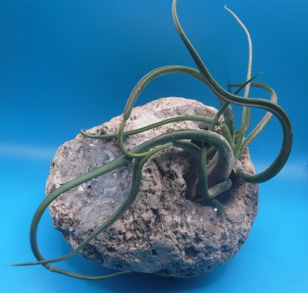 Carved Pumice Rock Planter Designed for Succulents or Air Plants. Air Plant Included Etsy