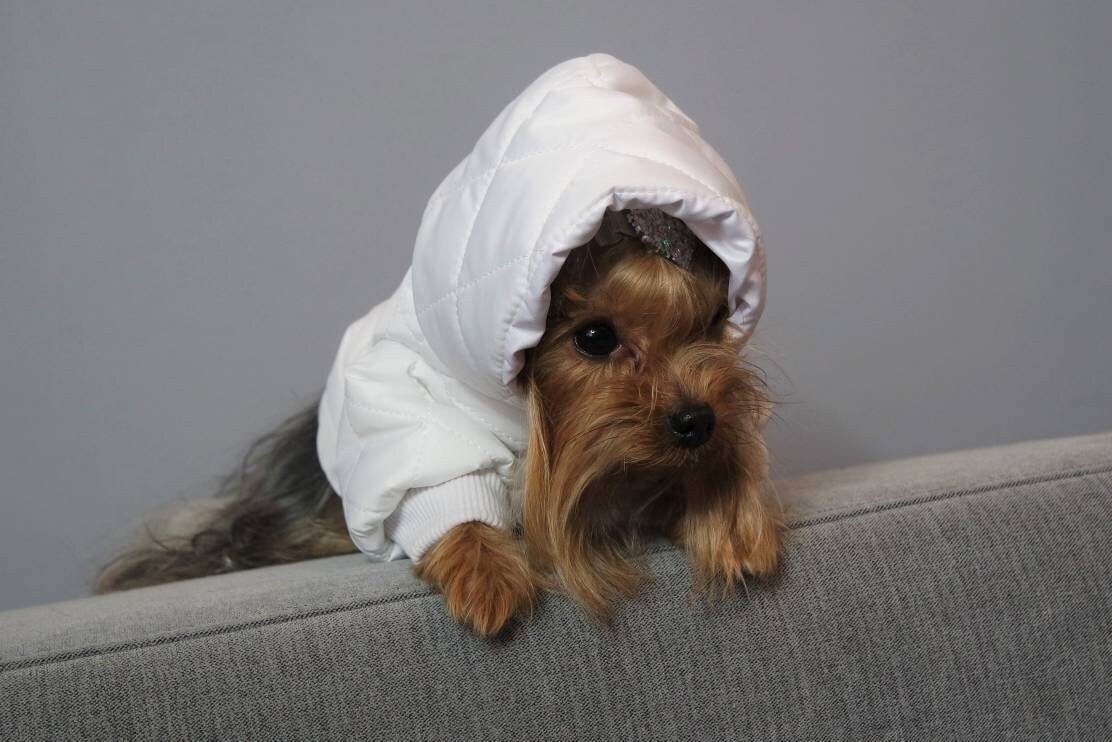 Warm Down Coat for Dogs