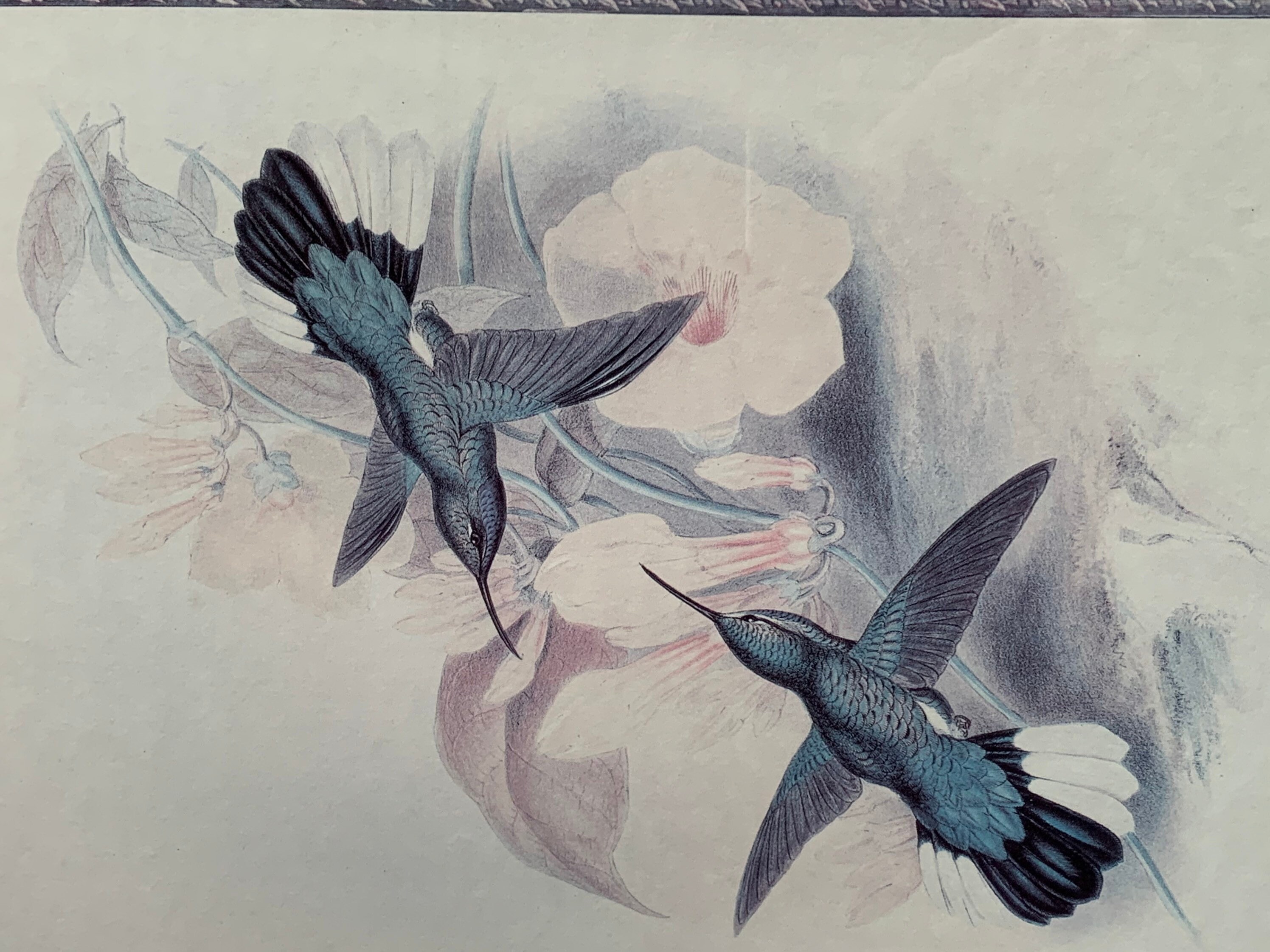 Framed Hummingbird Print Hummingbird Wall Decor Art Framed Etsy UK