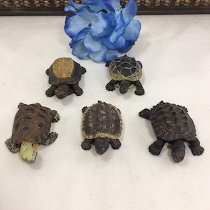 Vintage Turtle Figurines Set of Five, Ceramic Turtle Tortoise Figurine