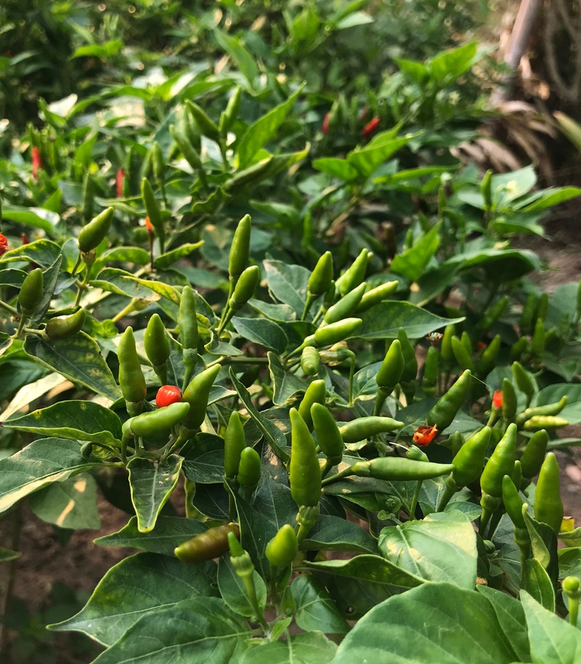 Bird eye chili Capsicum annuum 25 Seeds RNThailand Etsy