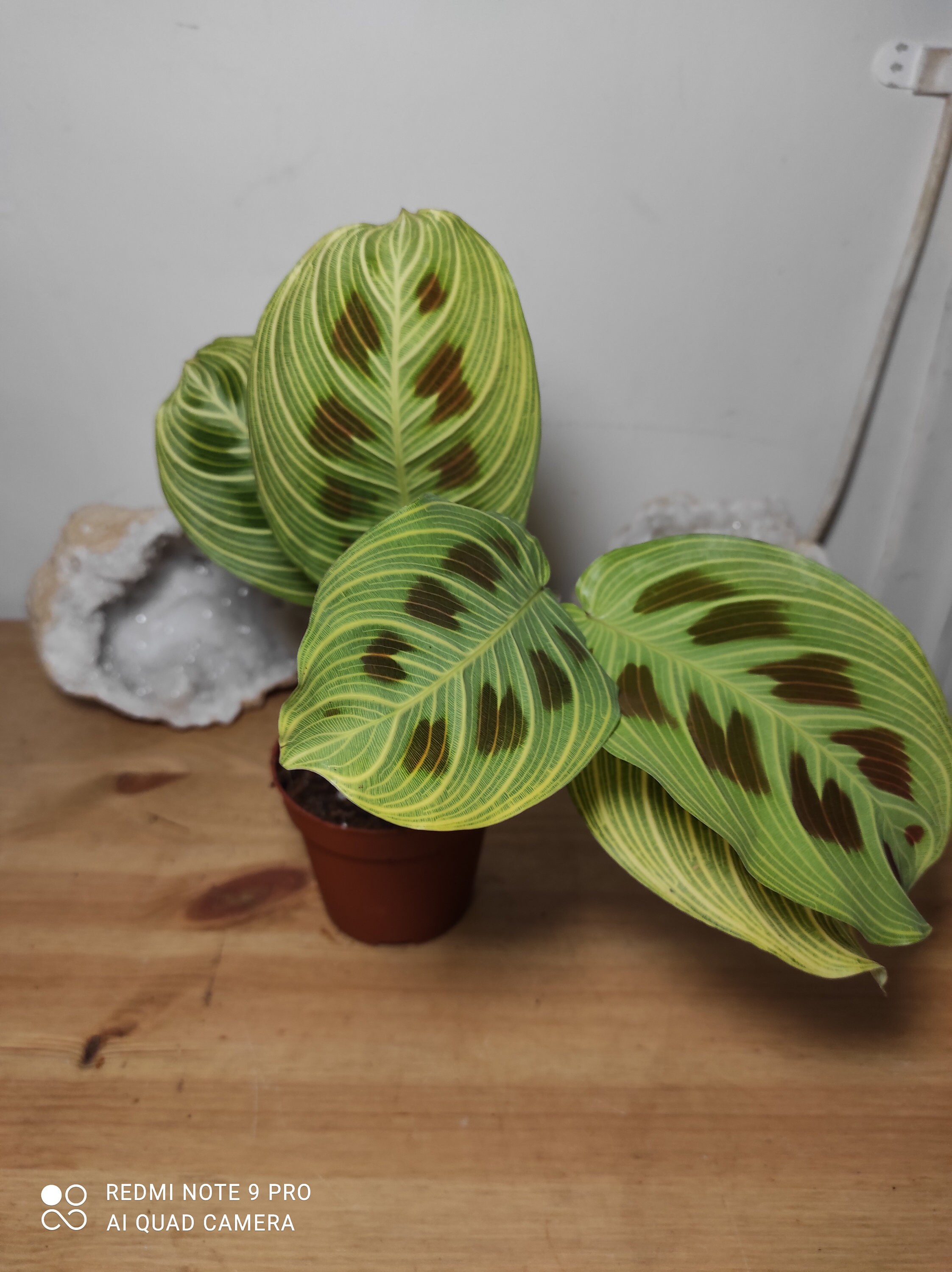 Maranta Light Veins