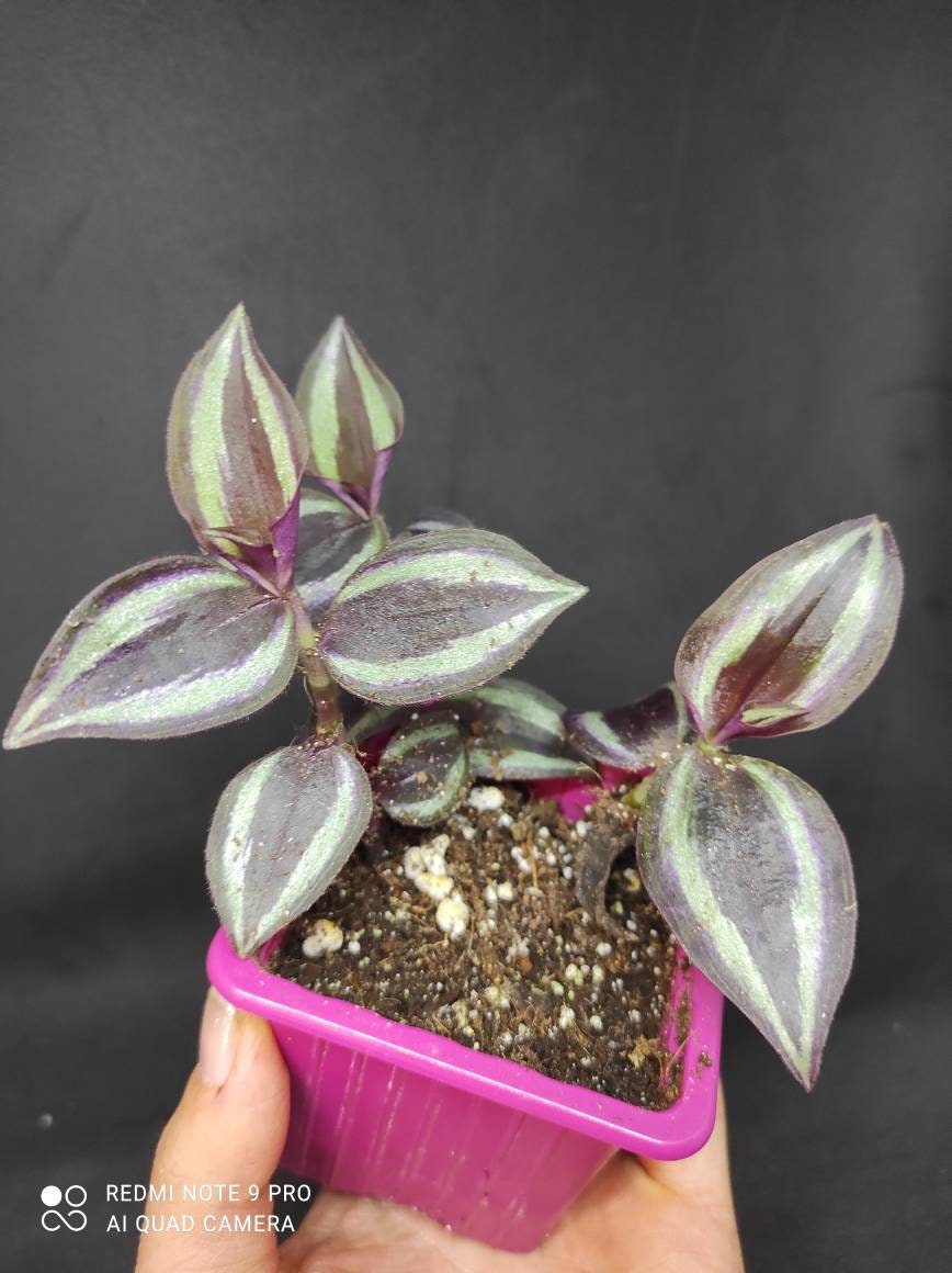 Tradescantia Purple Joy