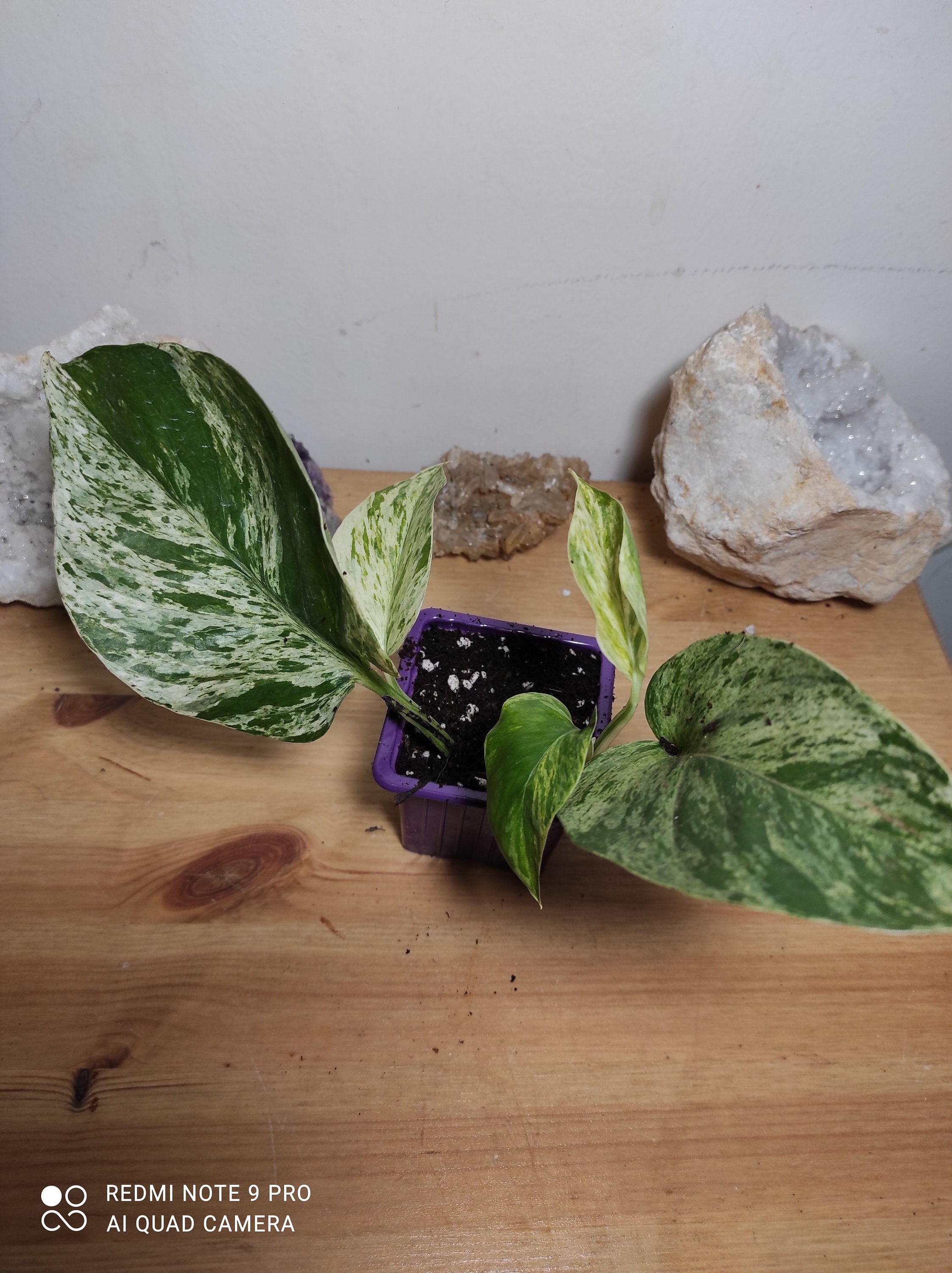 Pothos Marble Queen