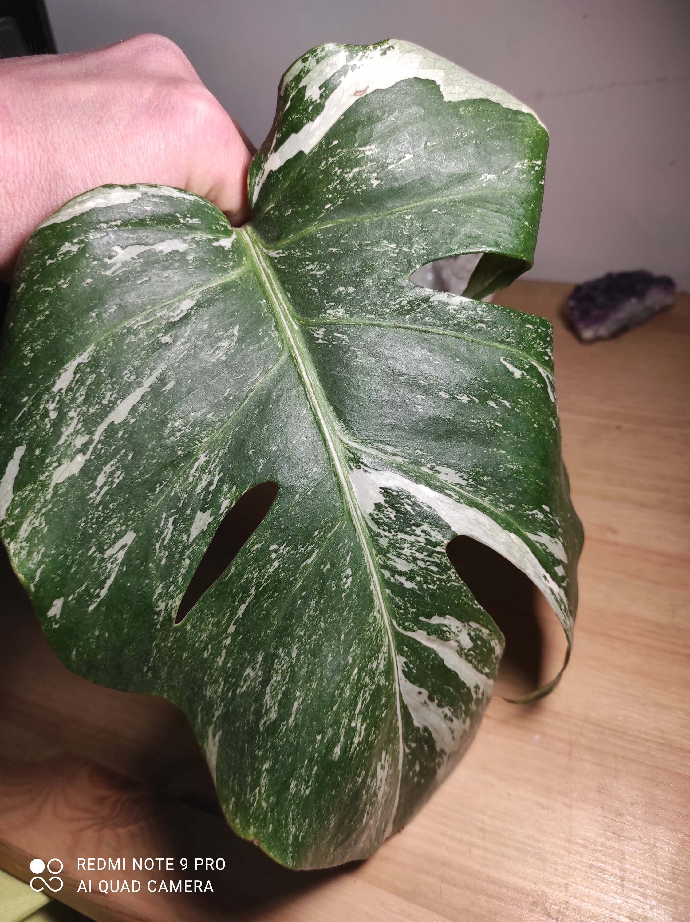 Monstera Variegata