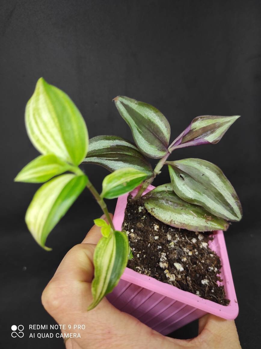 Tradescantia Purple Joy et Aurea Variegata