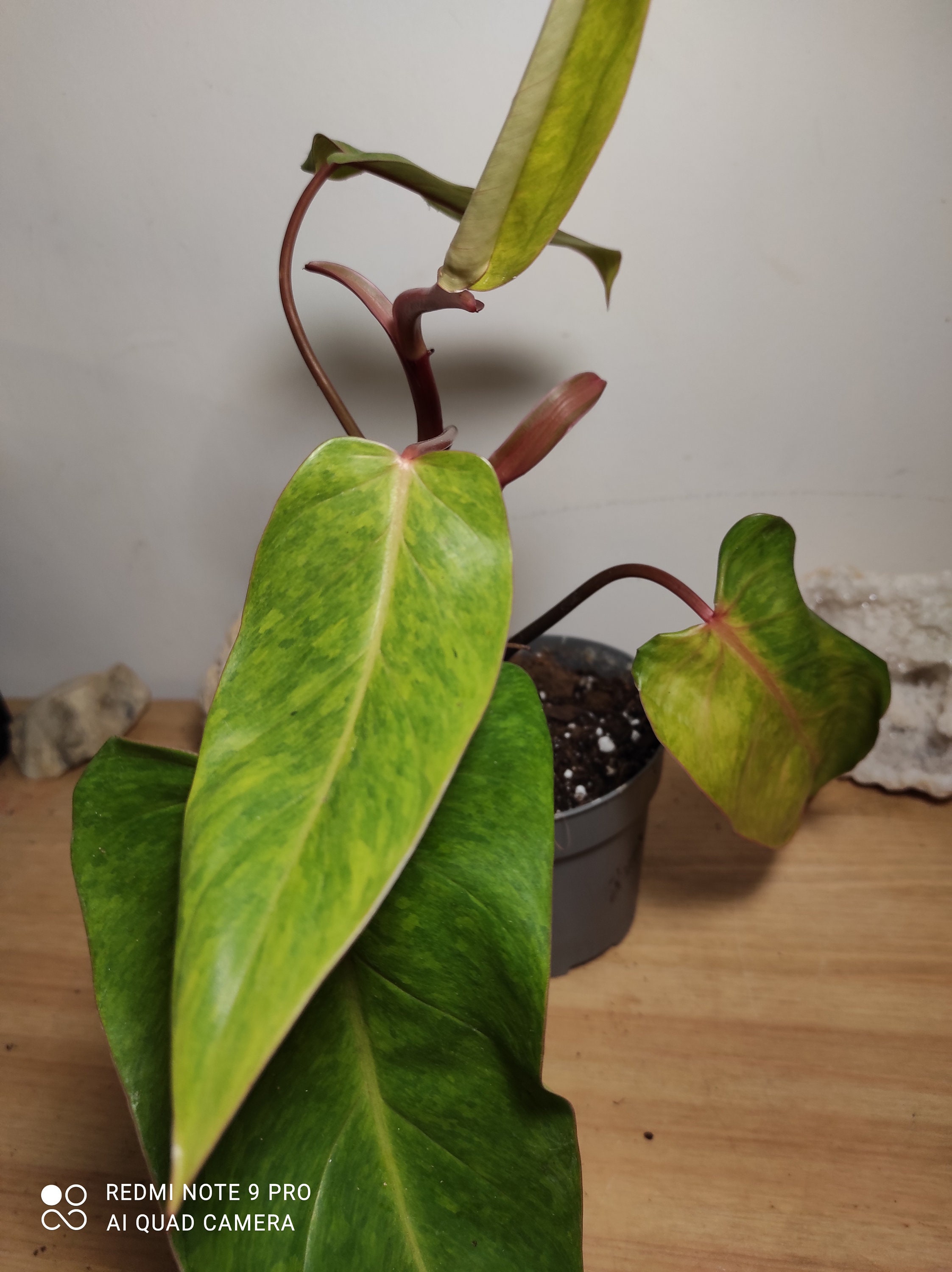 Philodendron Painted Lady