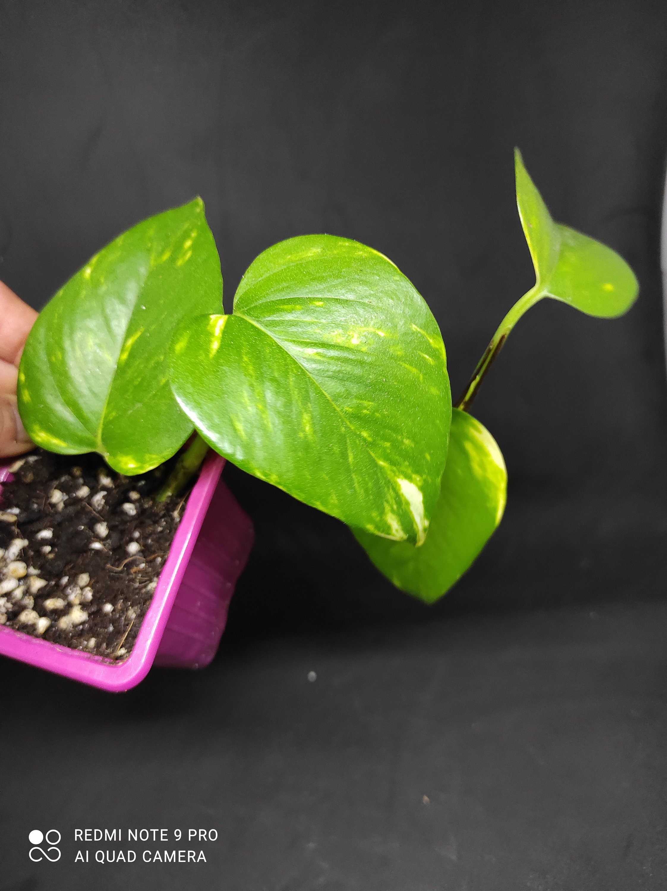 Pothos Golden