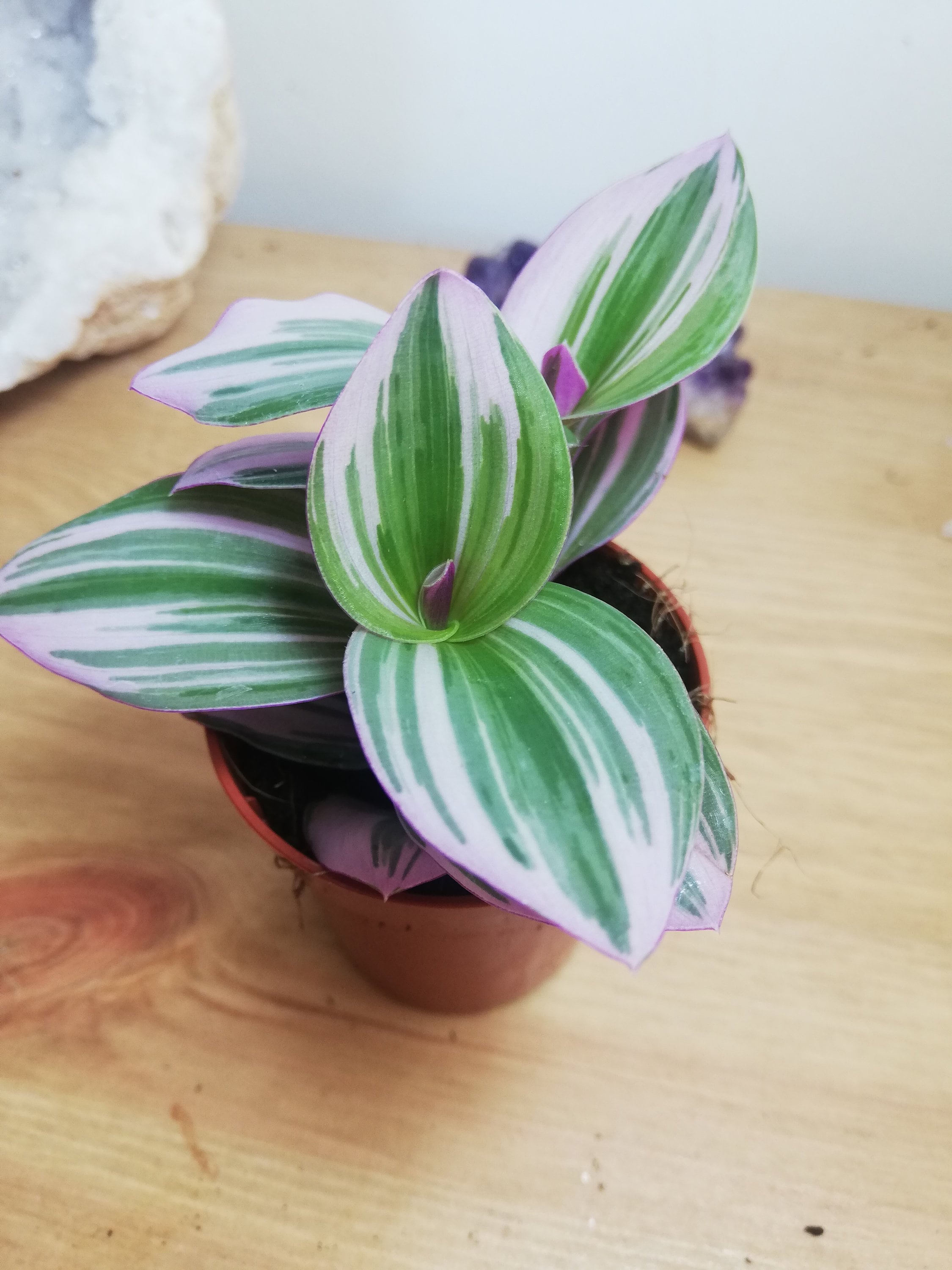 Tradescantia Nanouk