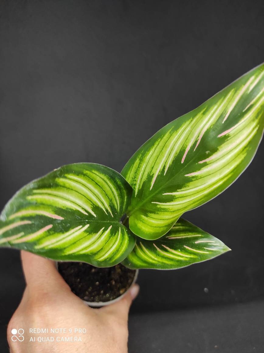 Calathea Beauty Star