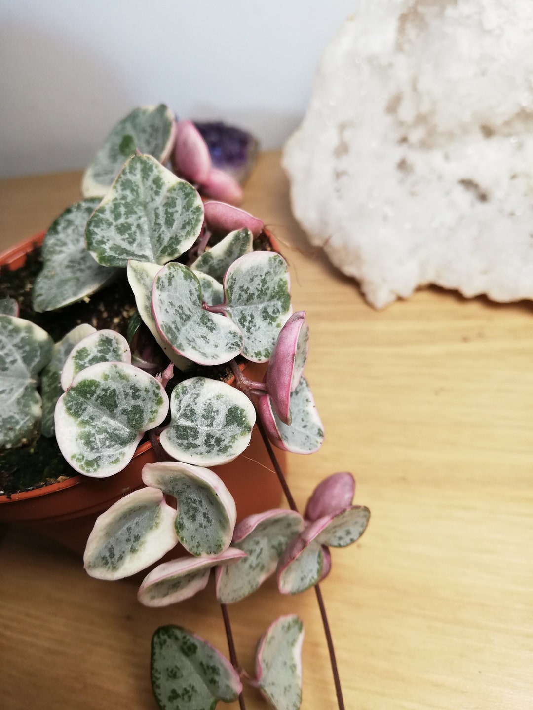Chaîne de cœur variegata Etsy France