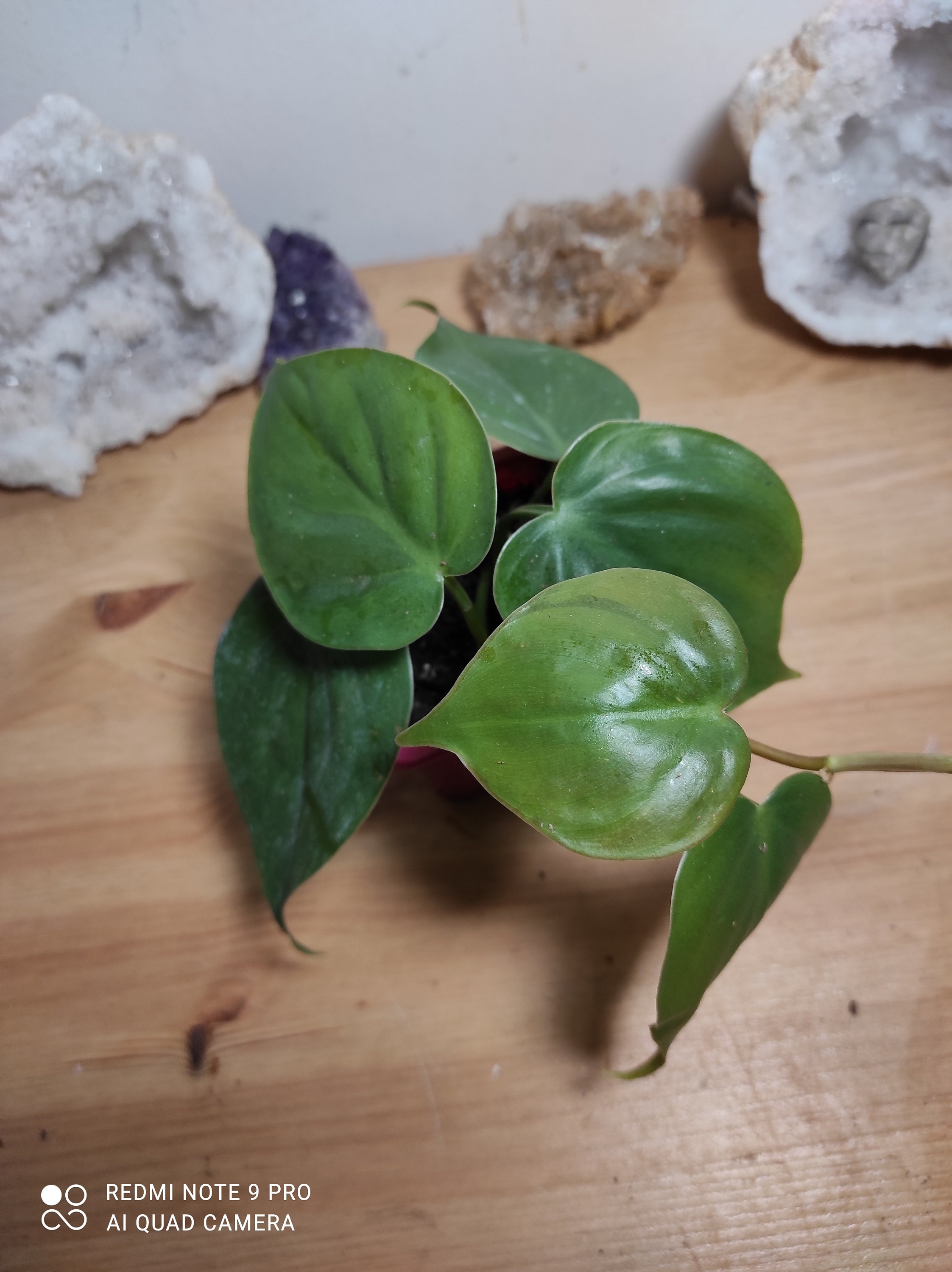 Philodendron Scandens