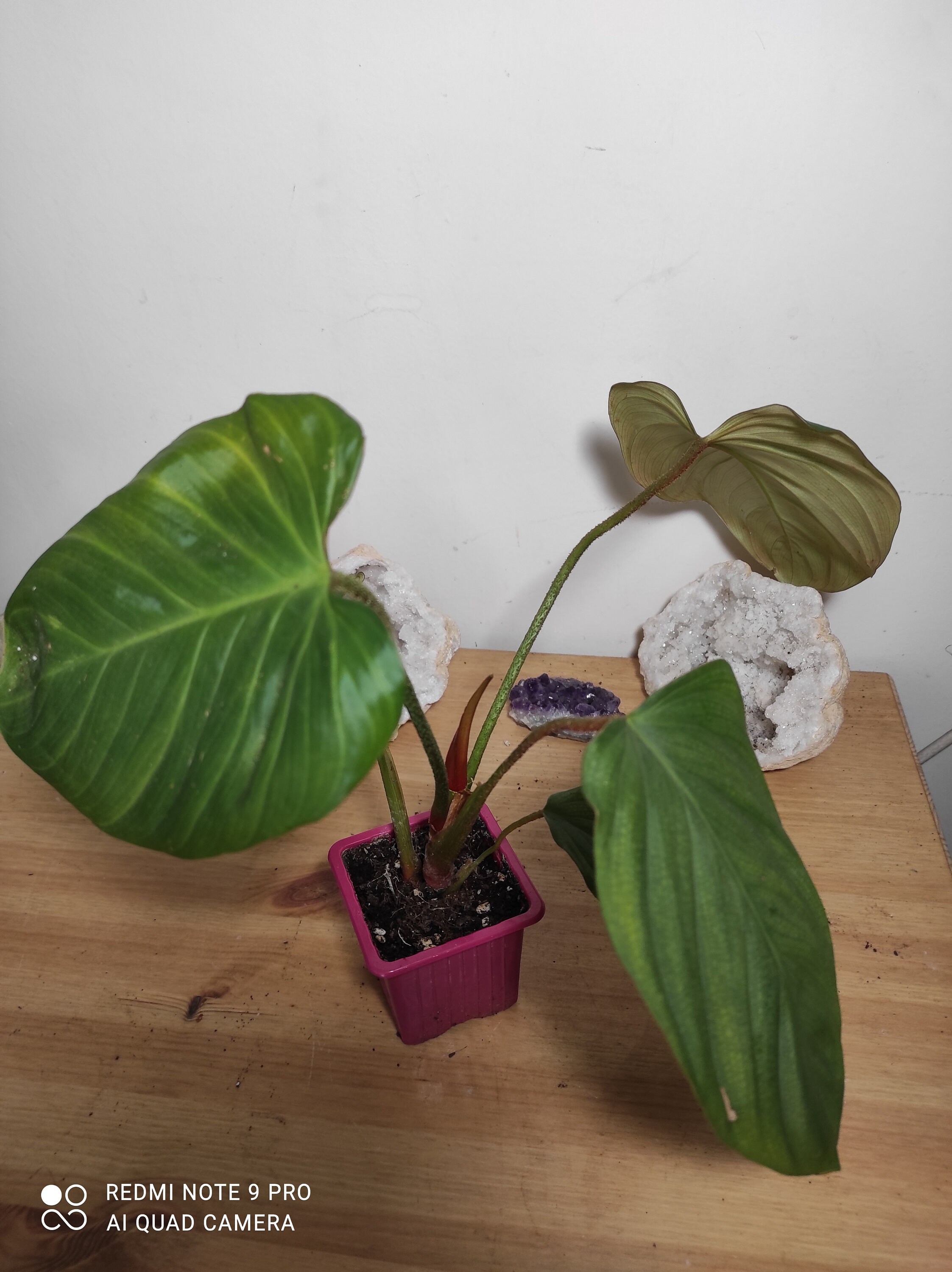 Philodendron Fuzzy Petiol