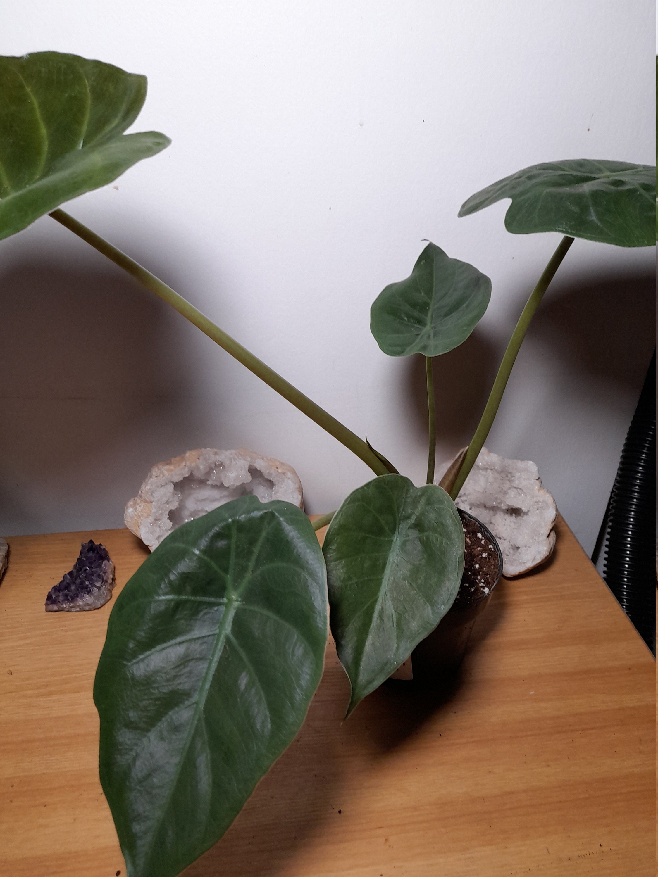 Alocasia Wenty