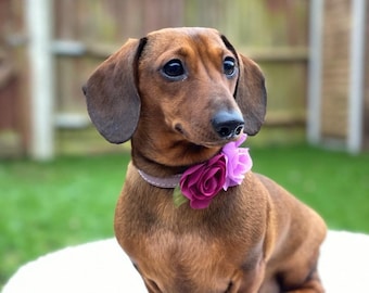 ROSE mit BLÜTENBLATT (KLEIN) Blumenhalsband zum einfachen Aufschieben (5 cm) für Katzen/Hunde/Kätzchen und Welpen