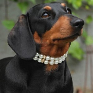 Pearl and gold doggie/cat/puppy  collar necklace