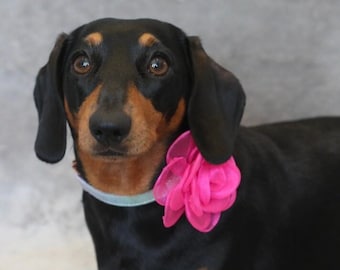 Large Organza Rose Pet Collar Adornment (9cm) – Handmade Floral Dog Accessory