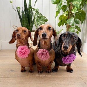 ROSA (GRANDE) Accesorio de flor para collar deslizable de 8-9 cm para gatos, perros y cachorros