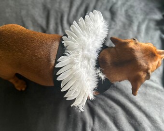 ANGEL WINGS perfect for dogs cats puppies and kittens  - so cute