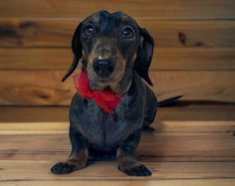 BOW TIES (handmade) slide onto collar made with organza and ribbon for dogs/cats/puppies or kittens
