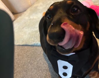Formal black and White Tuxedo collar (small, medium and large)