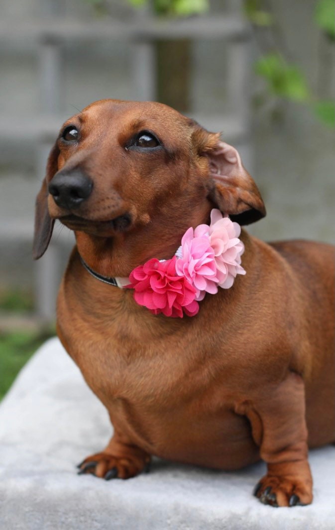 FLORAL petal flower slide on collar accessory (7cm) for dogs/cats/puppies and kittens