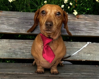 SATIN DOGGIE TIE , slide onto collar , for weddings and or special occasions