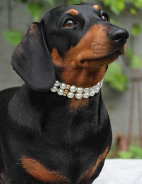 Dog pearl necklace deals