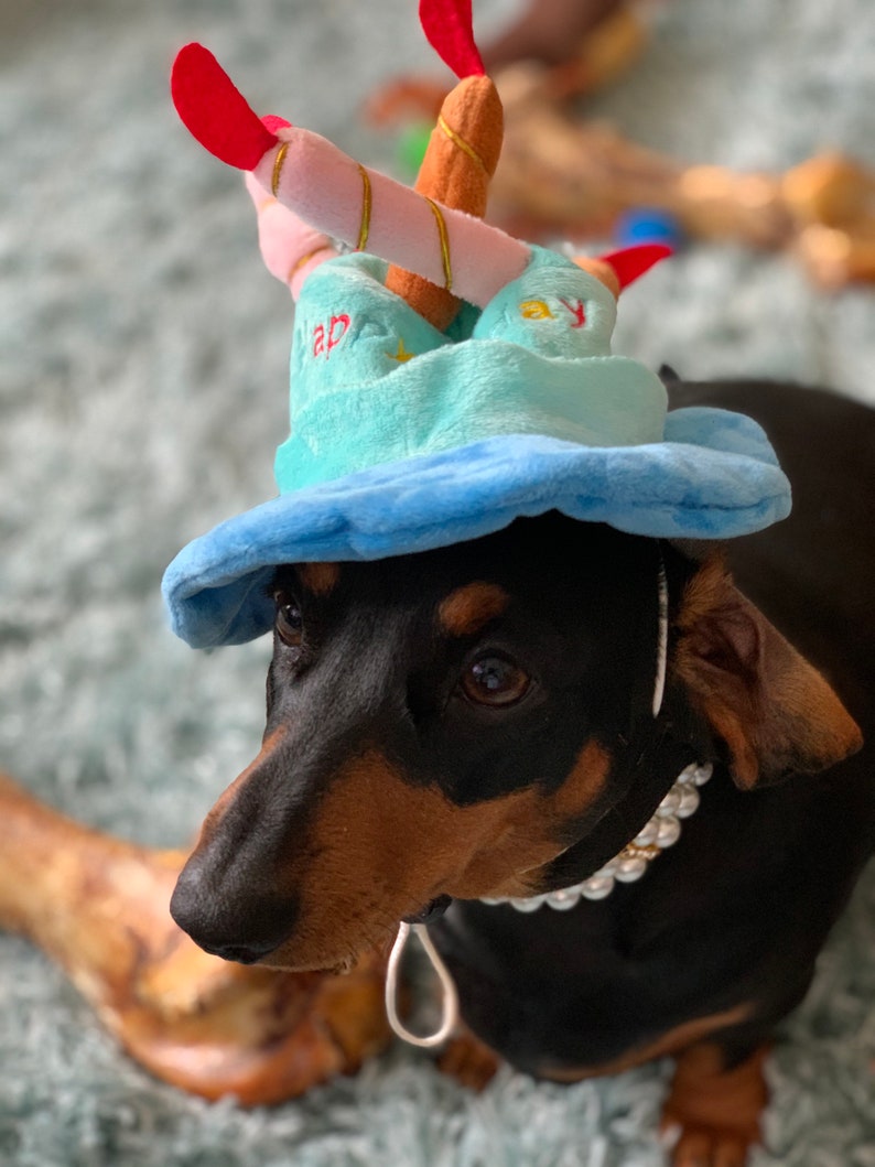 HAPPY BIRTHDAY HAT Blue and Pink options with candles fun birthday hat for your cat/dog/puppy image 7