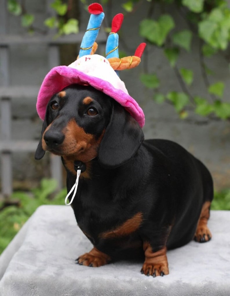 HAPPY BIRTHDAY HAT Blue and Pink options with candles fun birthday hat for your cat/dog/puppy image 1