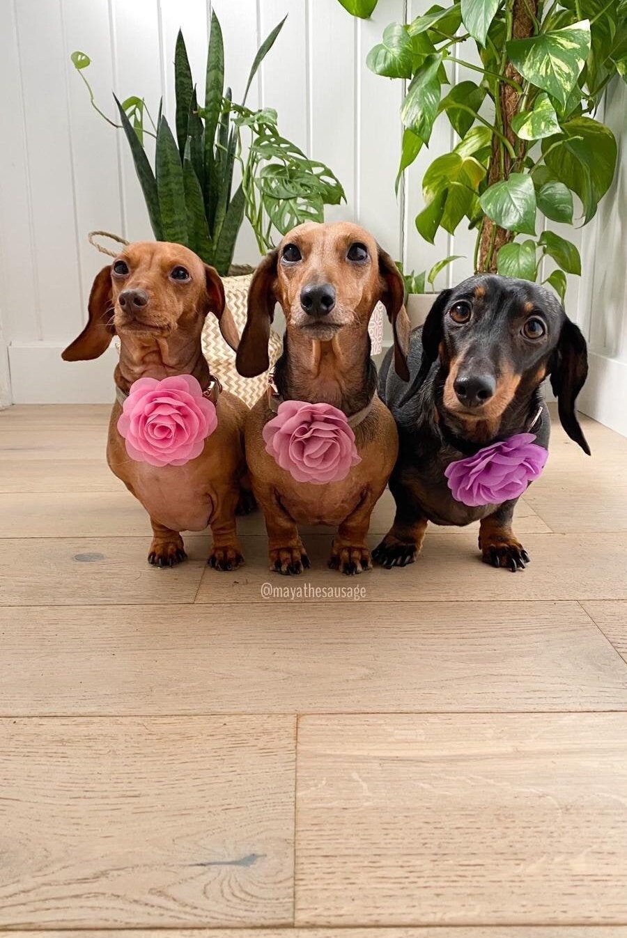 ROSE (LARGE) 8-9cm slide on collar flower accessory for cats/dogs/puppies