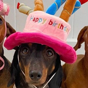 HAPPY BIRTHDAY HAT Blue and Pink options with candles fun birthday hat for your cat/dog/puppy image 3