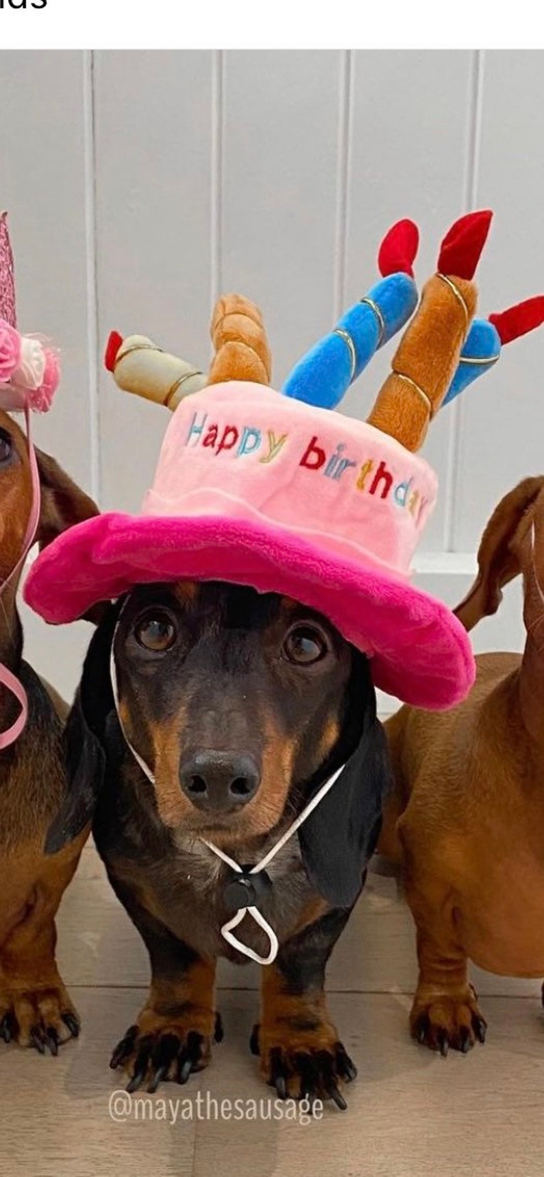 HAPPY BIRTHDAY HAT Blue and Pink options with candles fun birthday hat for your cat/dog/puppy image 3