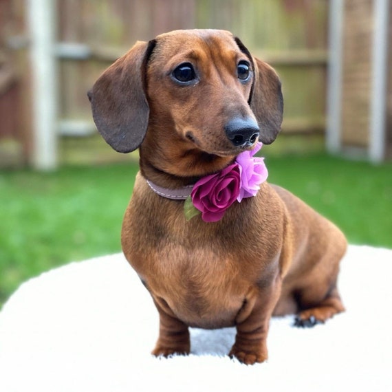 ROSE With PETAL SMALL Flower Collar Easy Slide on Accessory 5cm