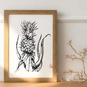 Puede incluir: Un dibujo en blanco y negro de una planta de pi&ntilde;a en un marco de madera. La pi&ntilde;a est&aacute; en el centro de la imagen y las hojas se extienden a su alrededor.