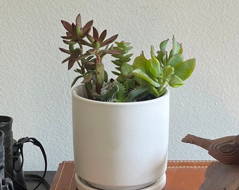 Desk Plant Kit - succulents in modern pot