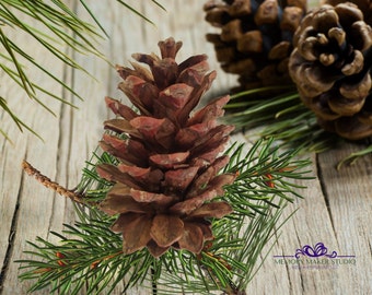 Pommes de pin naturelles (12) : 4-6 po. Décoration DIY des Fêtes