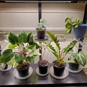 Acrylic Milsbo Wide 3/8&quot; Shelves, Ikea Greenhouse