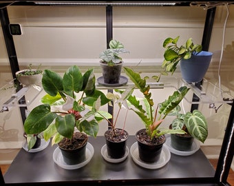 May include: A collection of potted plants in a glass enclosure. The plants are arranged on shelves and include a variety of foliage, including green, white, and variegated leaves.