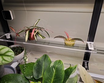 May include: A terrarium with various plants, including a Hoya plant with green and white leaves and pink accents, and a smaller plant in a clear container. Other plants with large green leaves are visible in the foreground. The terrarium has clear shelves.